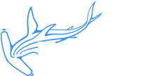 NODAR Website