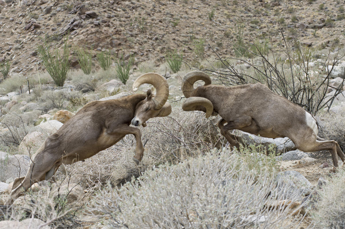 aries-rams.jpg.