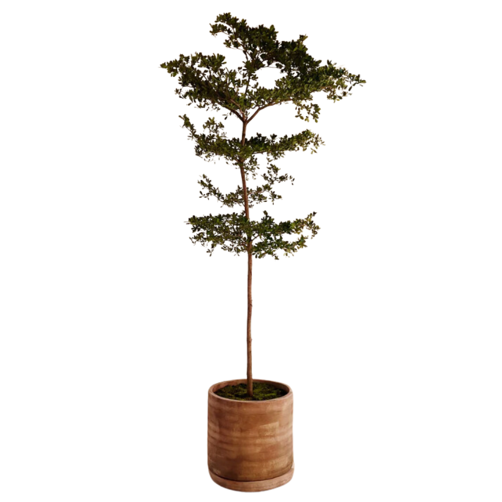 Black Olive Tree