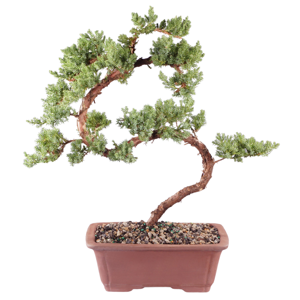 Green Mound Juniper Tree