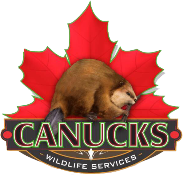 Canucks Wildlife Services | Animal Control in Ontario