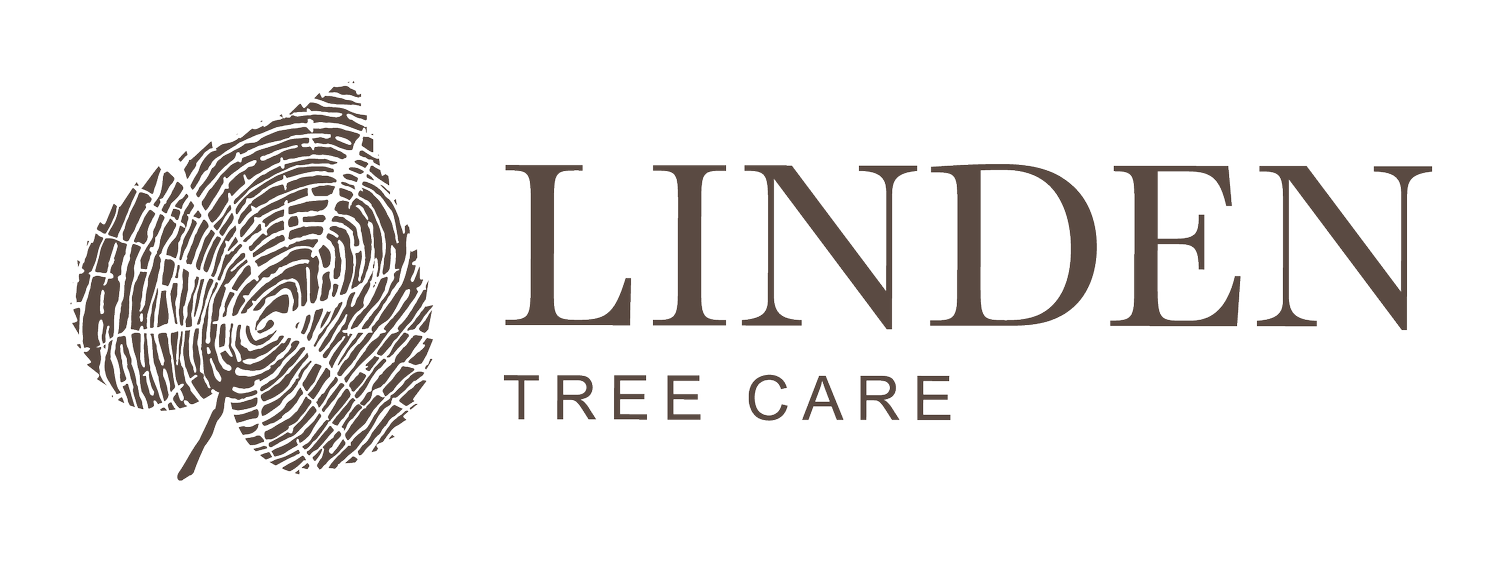 Linden Tree Care