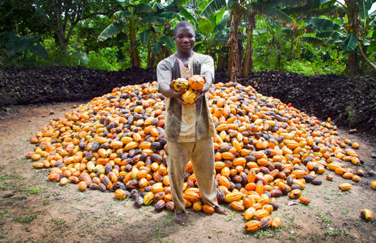 有机 certification means high fees for cocoa farmers in developing countries.