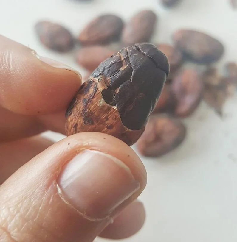 可可豆含有大约600个芳香成分。