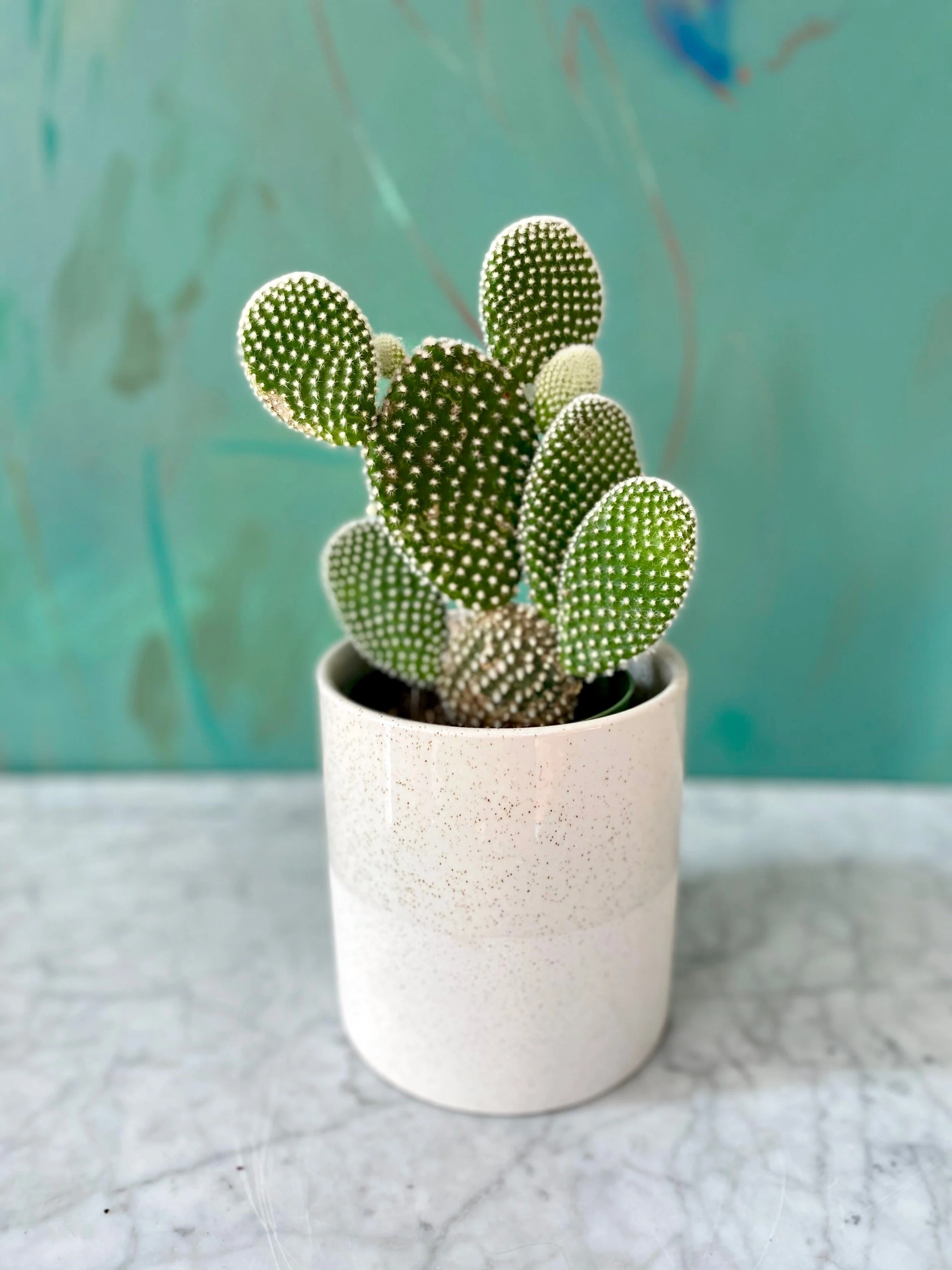 thumbnail interactive-video image 1 of 5 Bunny Ears Cactus Pads – Opuntia Microdasys, Live Cactus Cuttings From Mexico 1 of 6