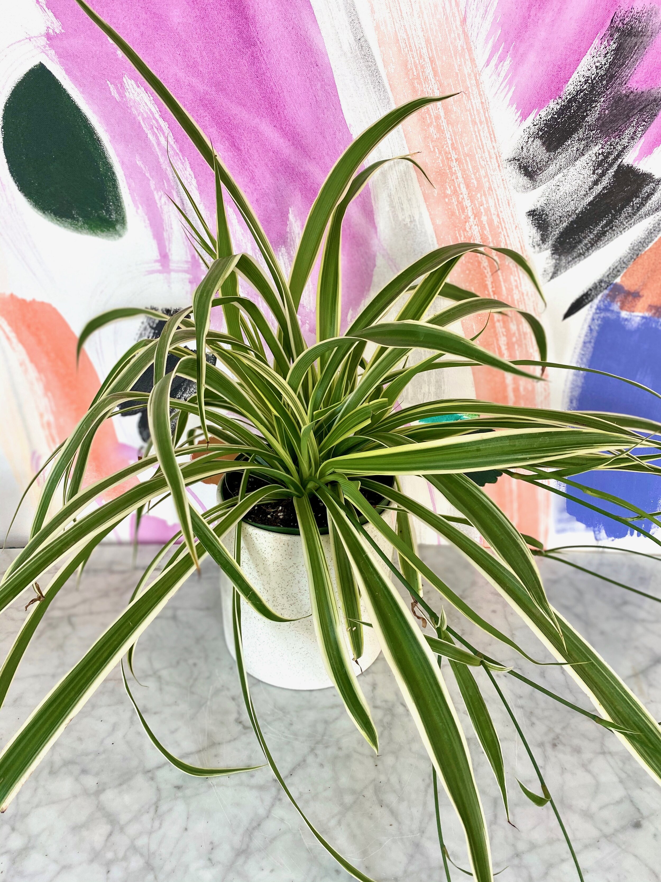 Spider Plant (Reverse Variegated) – The Plant Lady SF