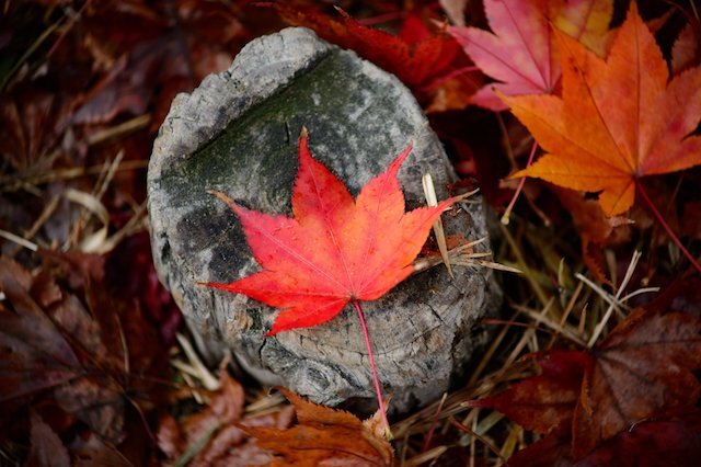 Leaf_embrace_sm.jpg.