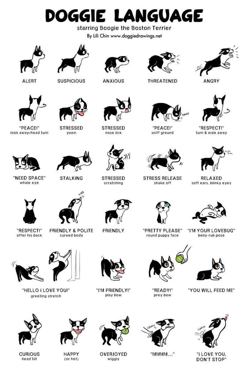Doggie Language Prints by Lili Chin