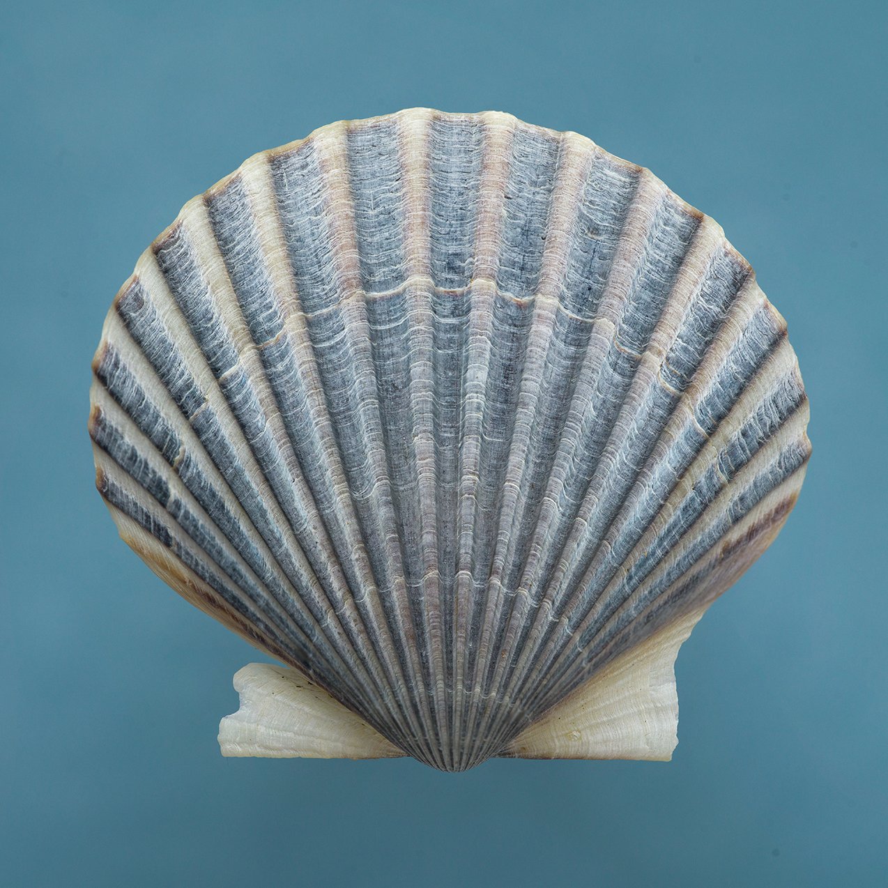 Scallop Shell 0000217 — Cary Hazlegrove Photography