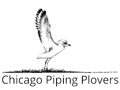 Chicago Piping Plovers