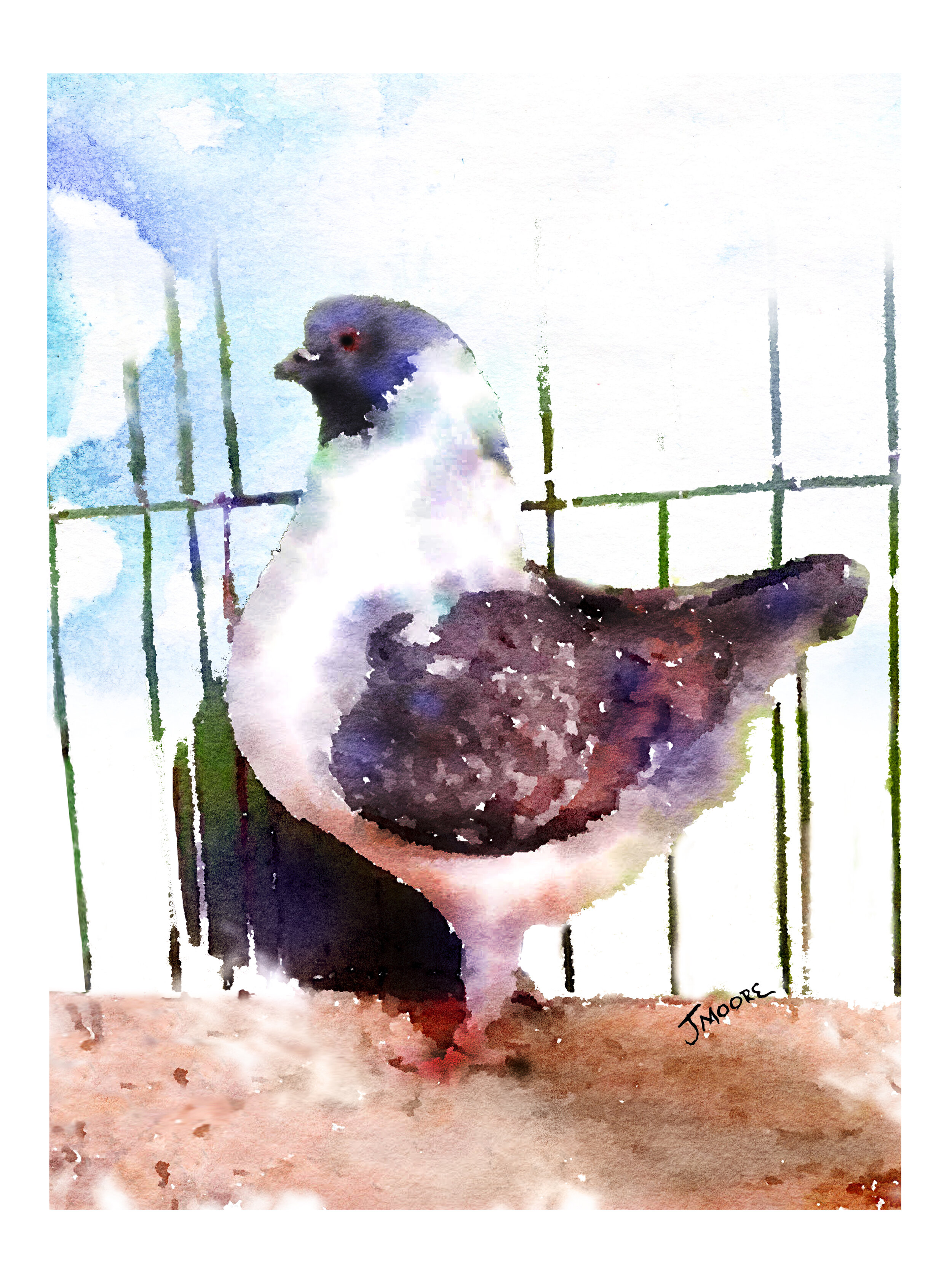 Pigeon by the Window Paint by Numbers – Art Providore