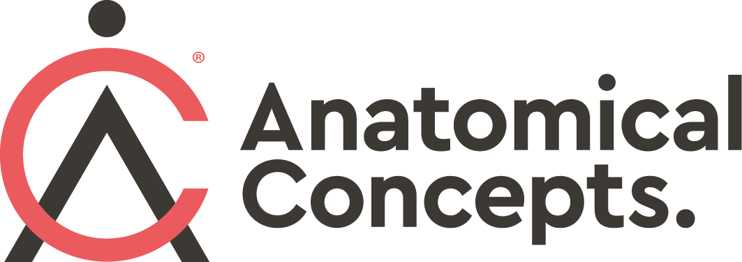 Anatomical Concepts