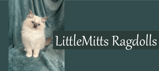 Littlemitts Ragdoll Kittens and Cats