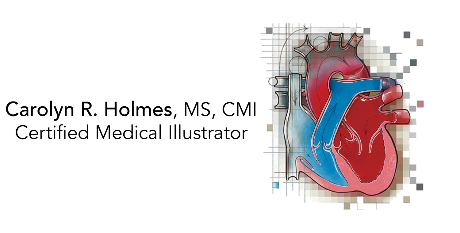 Carolyn R. Holmes, Medical Illustration