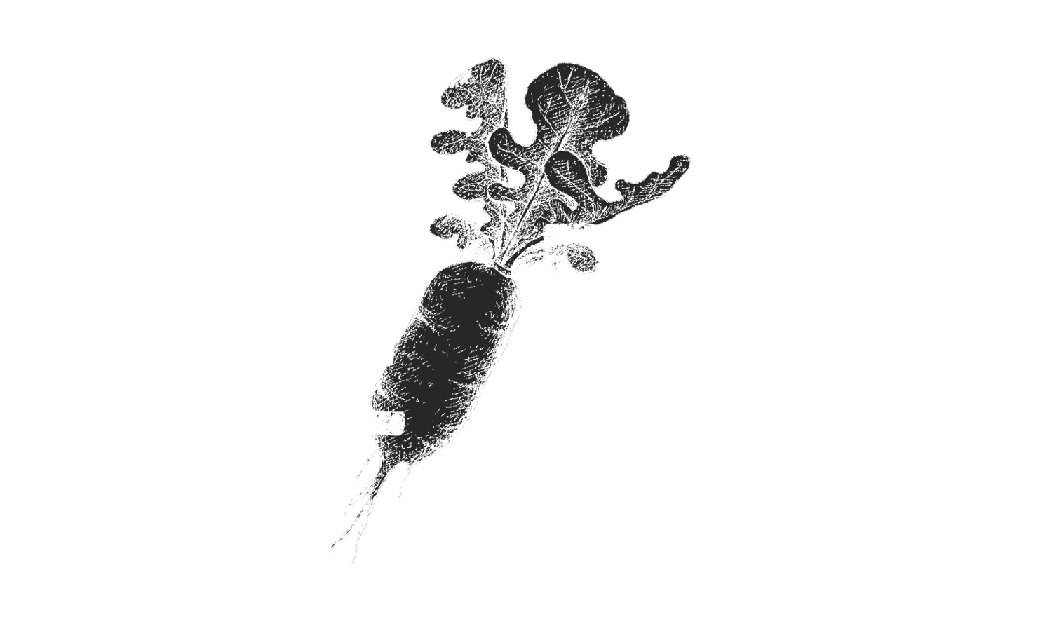 White Radish NYC | American Kitchen