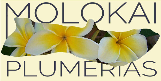 Molokai Plumerias