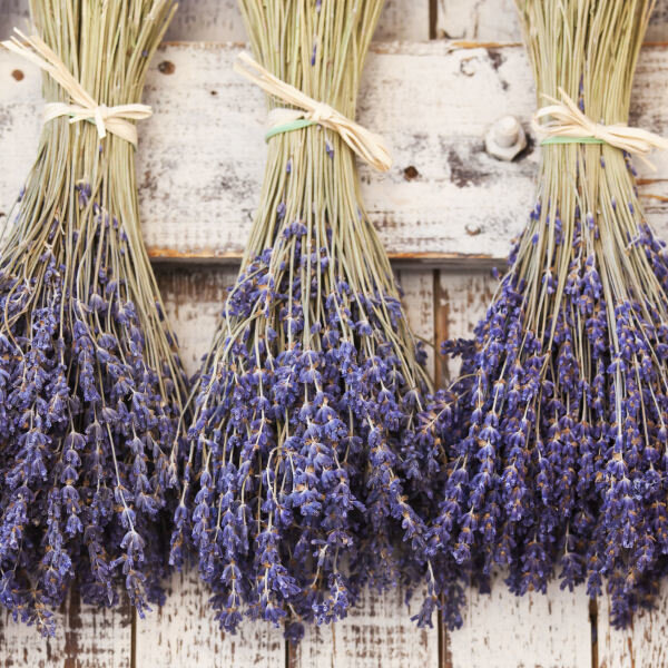 Dried Lavender Bunches — Narnia Studios — American Made Treasures in  Hendersonville NC