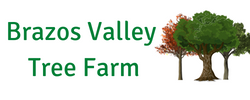 Brazos Valley Tree Farm
