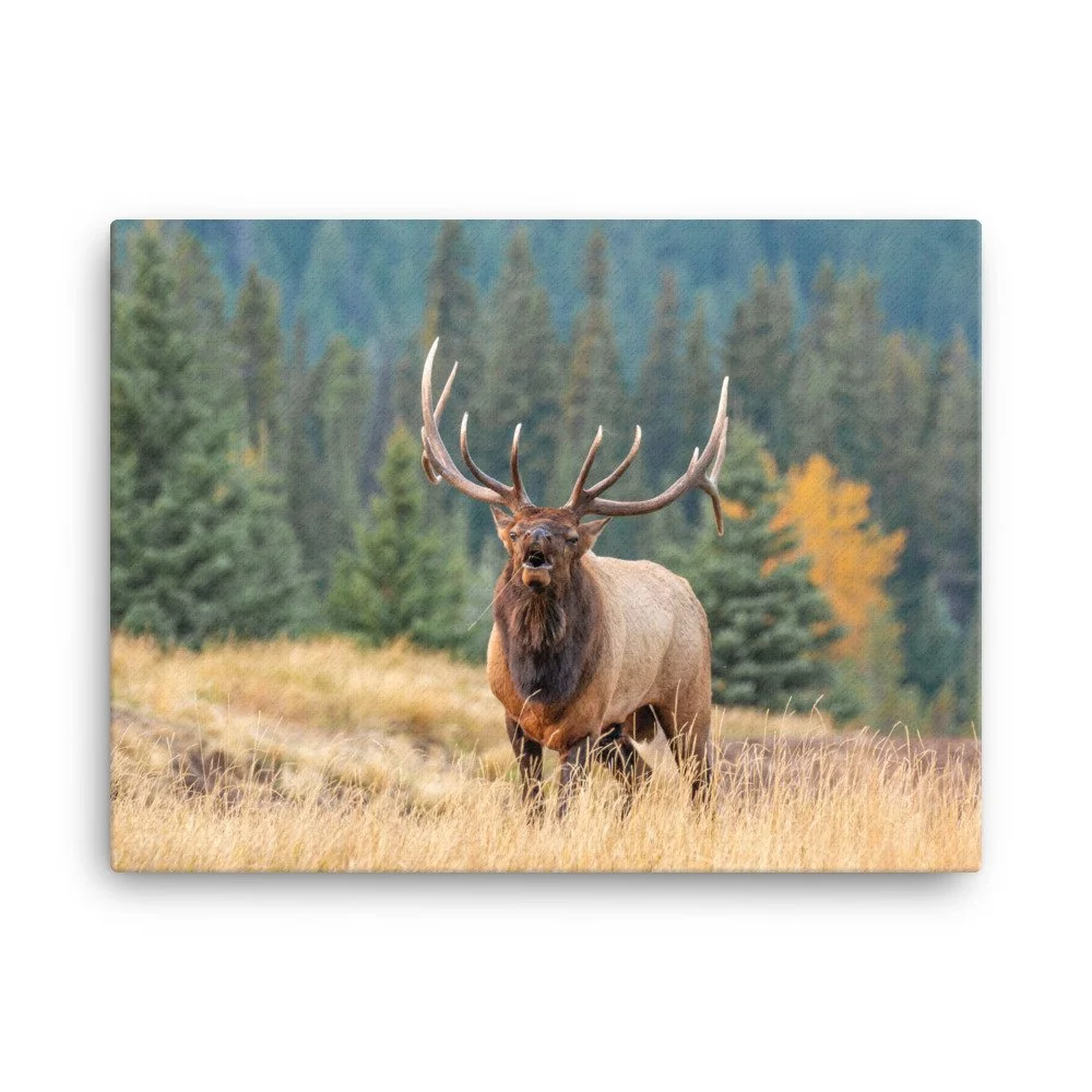 Bugling Elk Canvas by Ron Spomer — Ron Spomer Outdoors