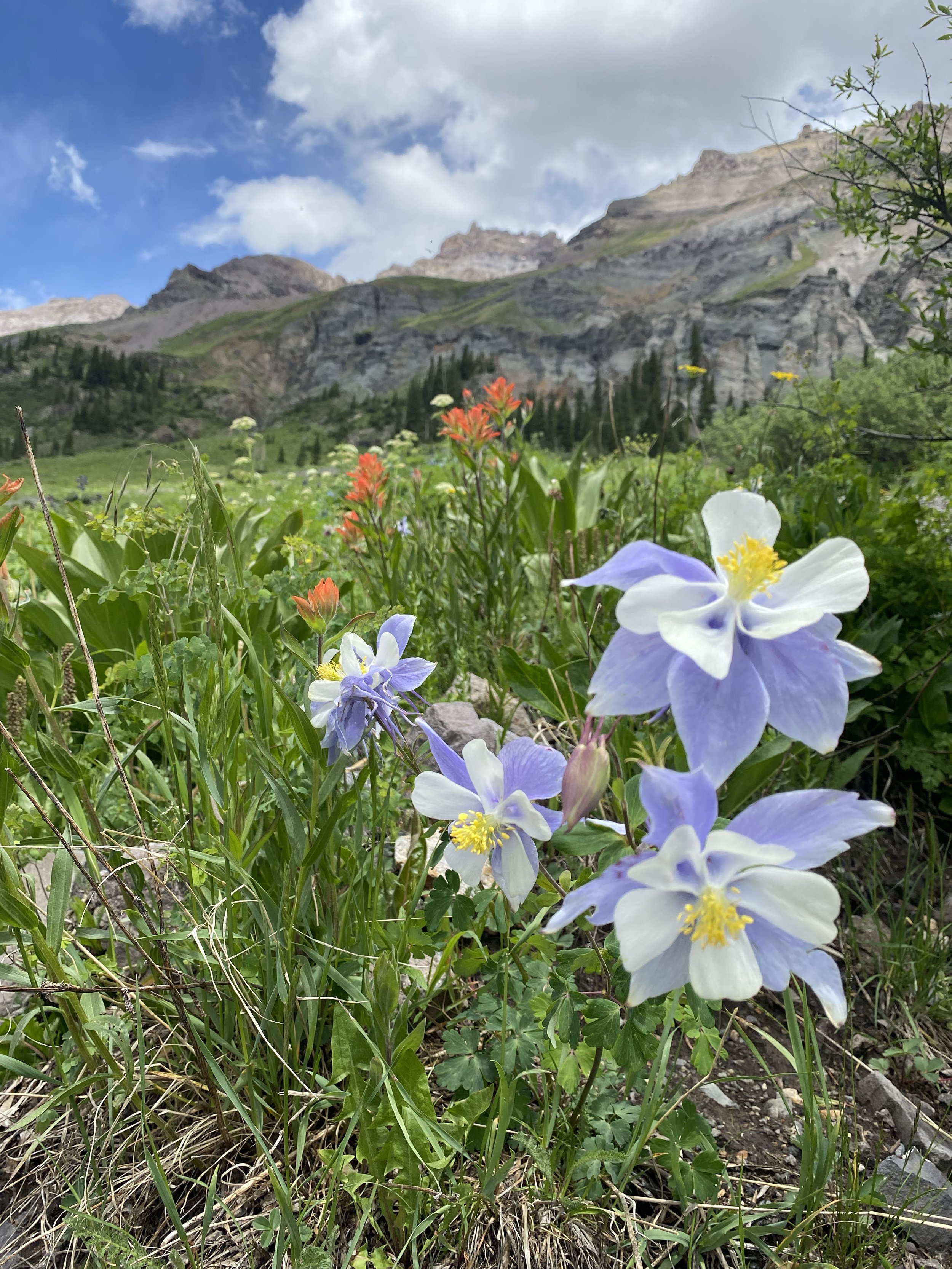 Colorado Wild Flowers