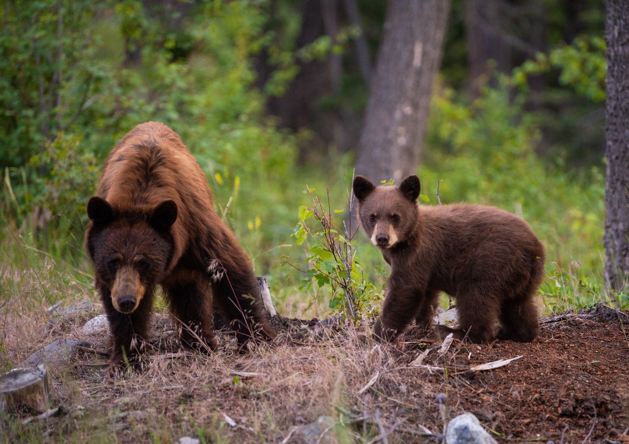 Two brown bears