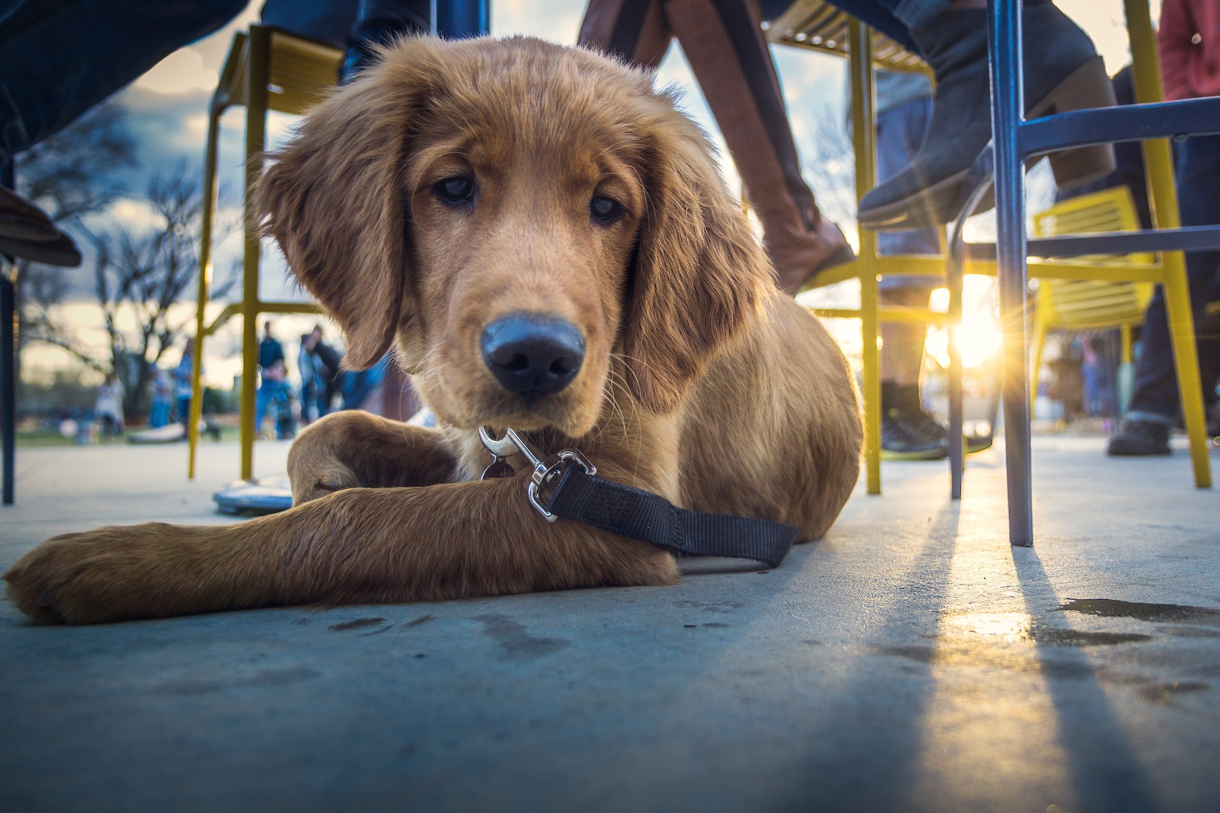 Dog laying under table