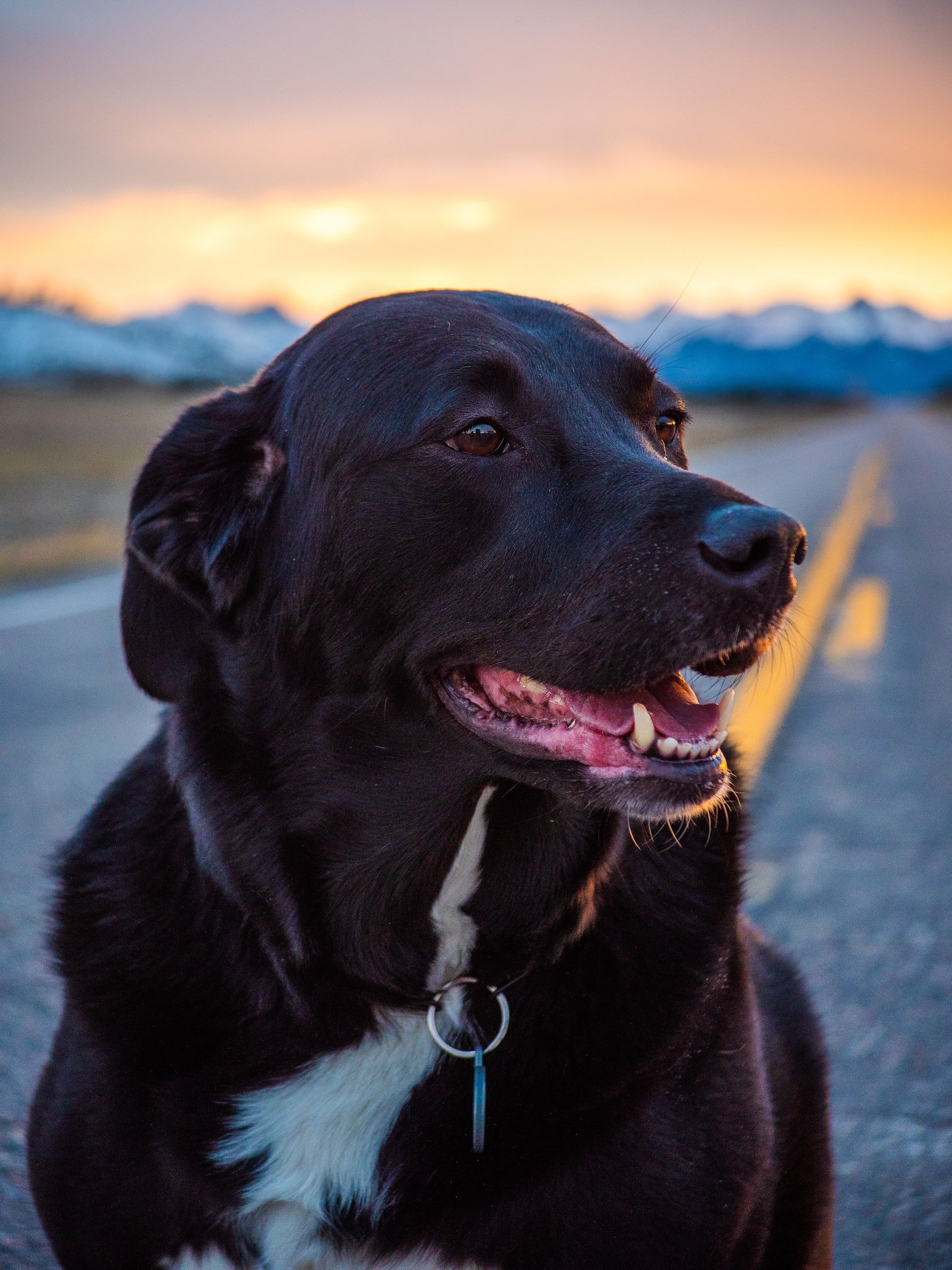 Dog-Friendly Ouray Itinerary