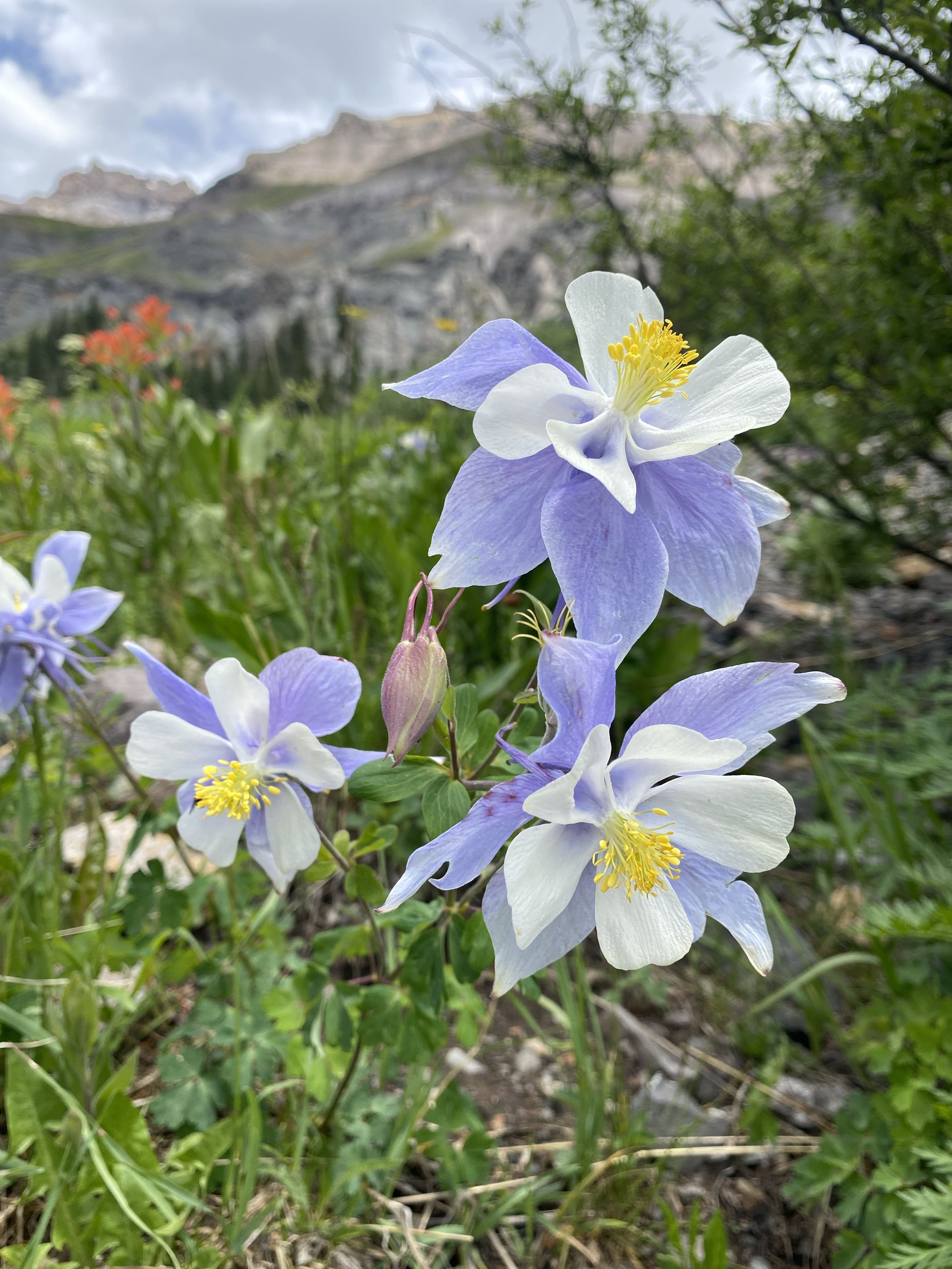 Wildflowers in Colorado 