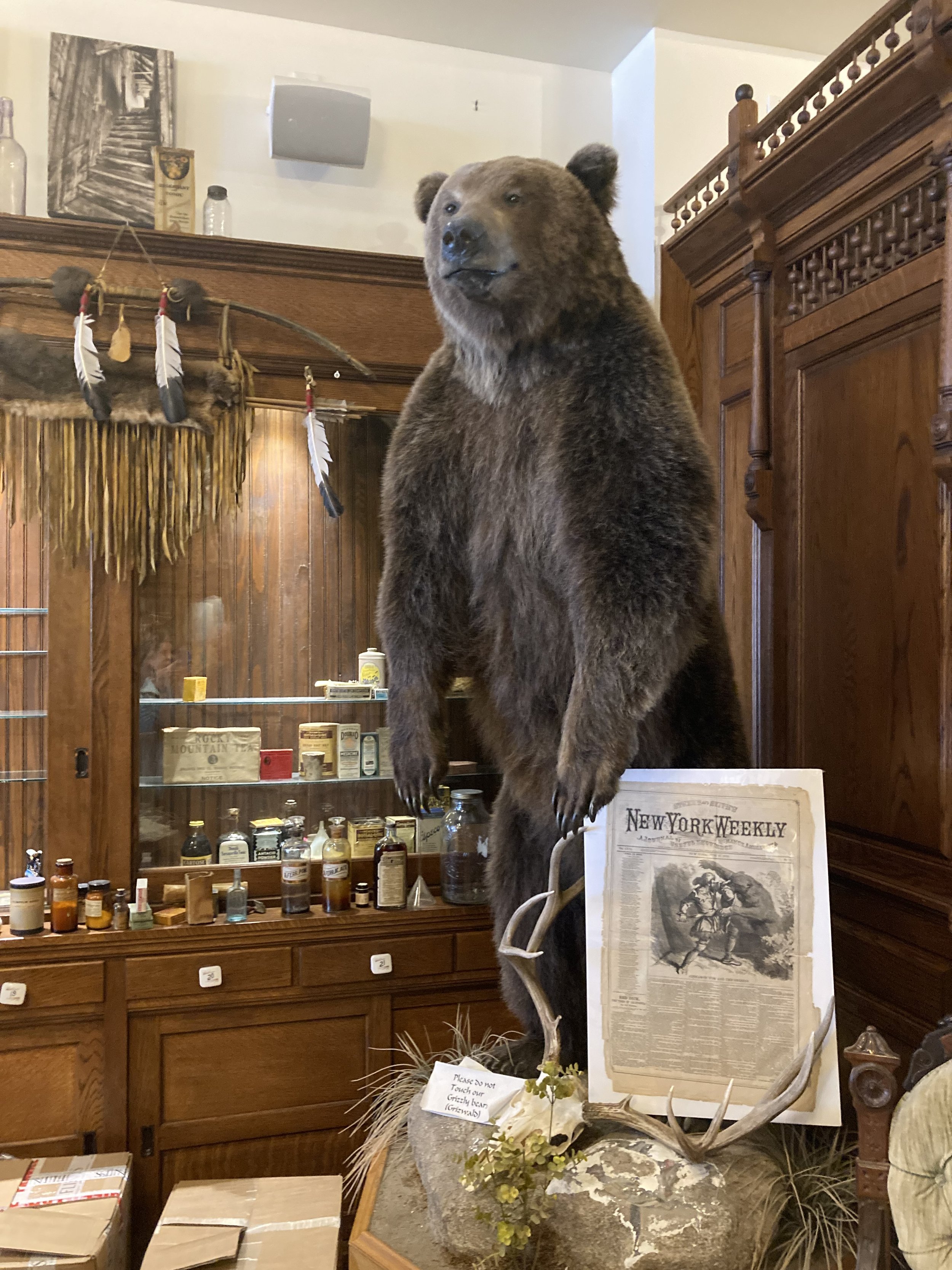 Bear in alchemist museum