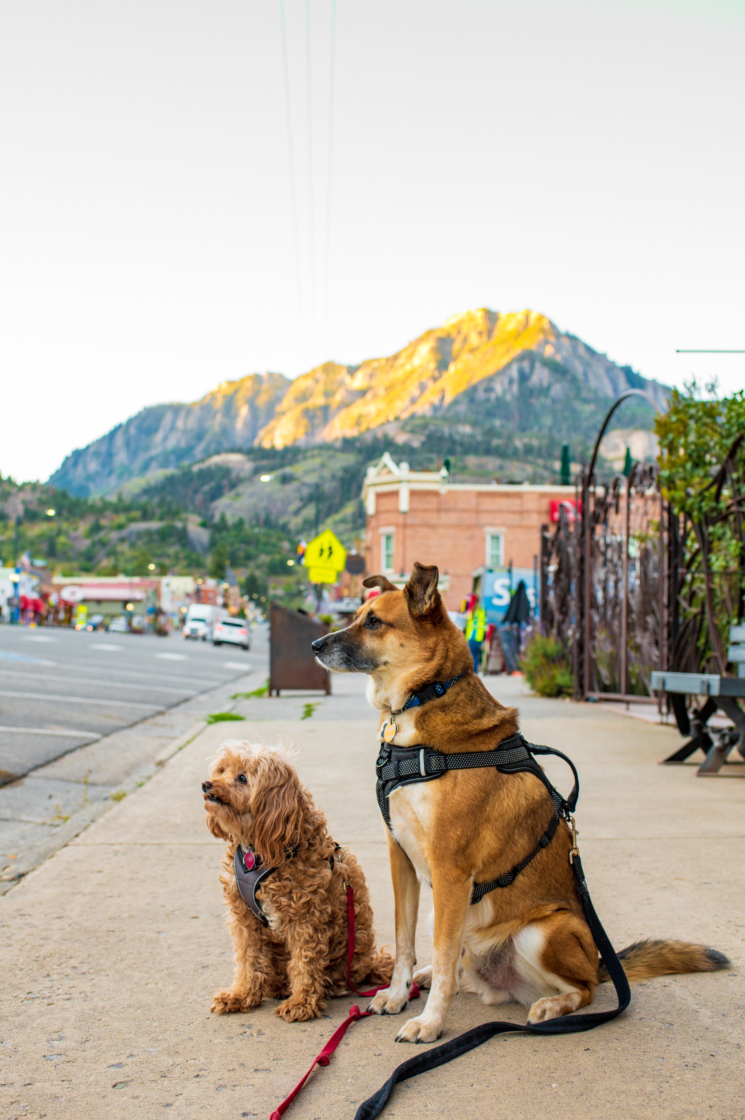 2 dogs sitting on sidewalk looking over town