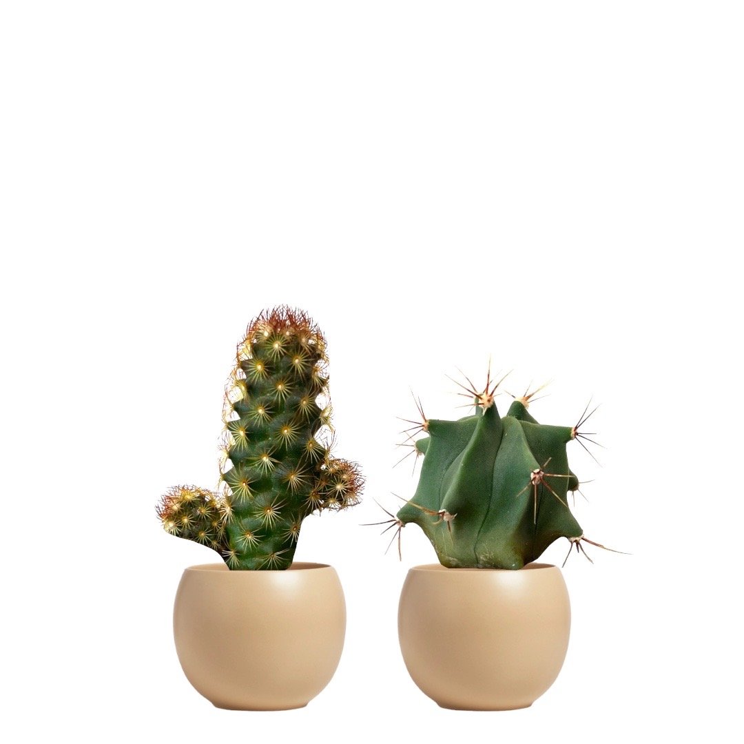 Assorted Mini Cactus – Benefit Plants