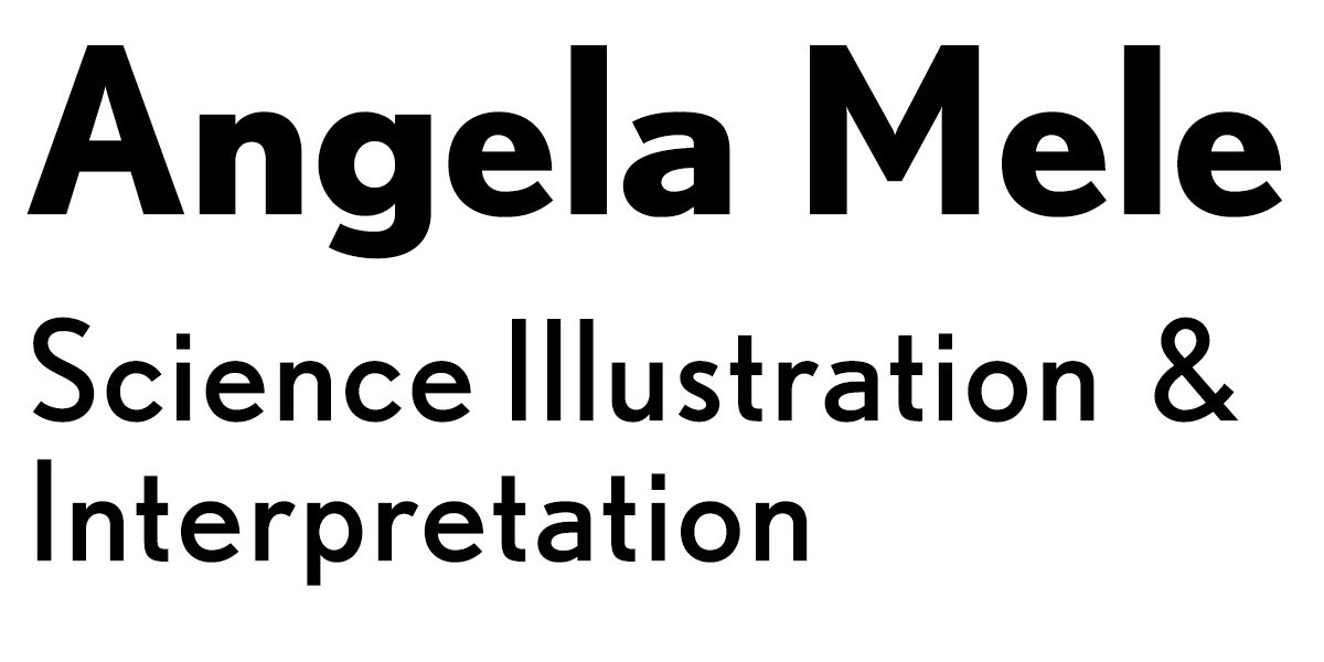 Angela Mele