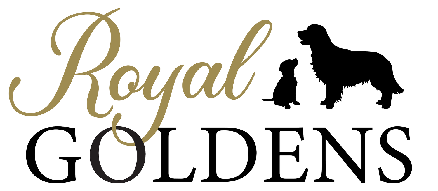 Royal Golden Retrievers
