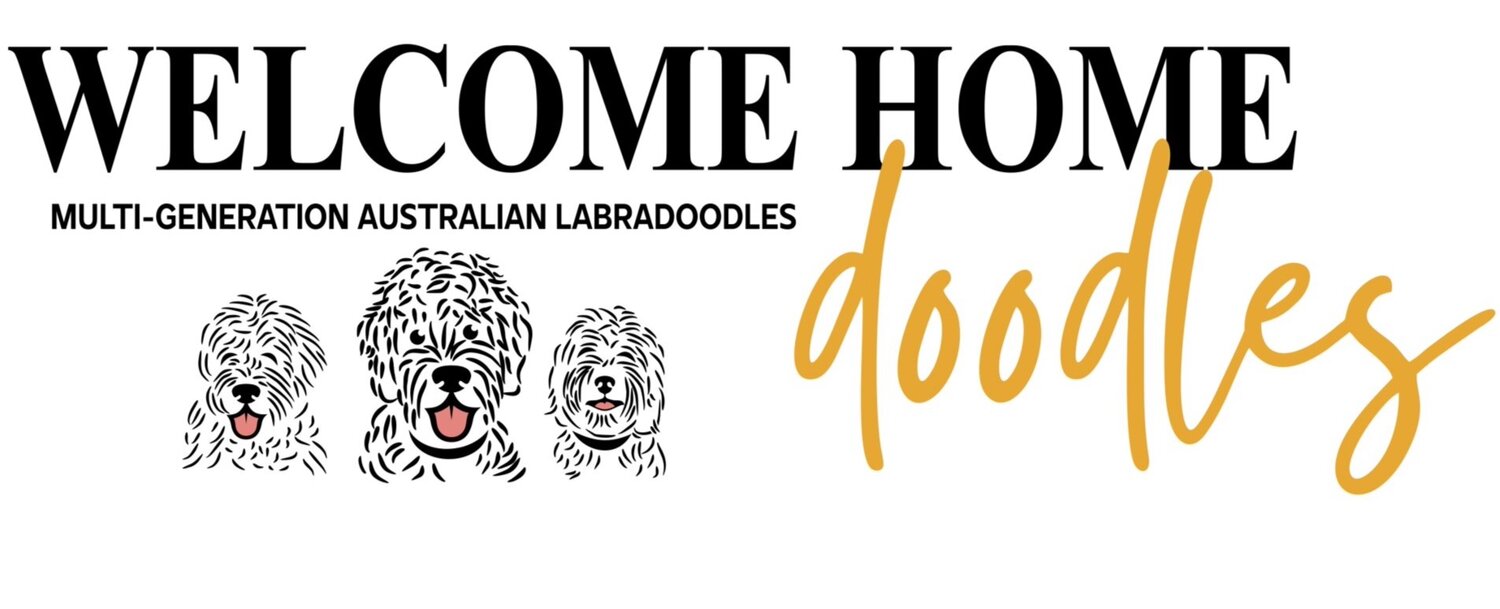 WELCOME HOME DOODLES Multigeneration Australian Labradoodles