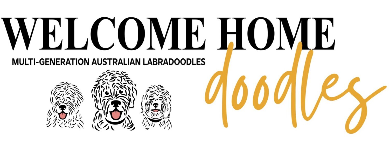 WELCOME HOME DOODLES Multigeneration Australian Labradoodles