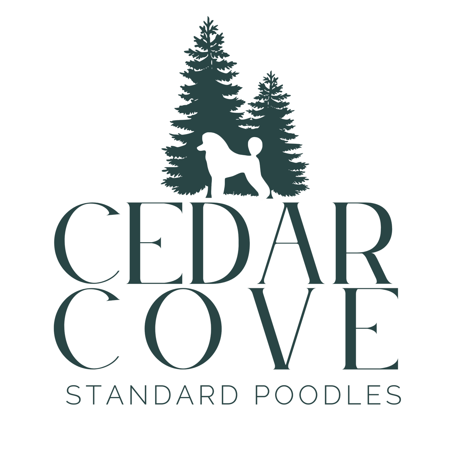 Cedar Cove Standard Poodles