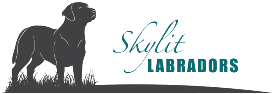 Skylit Labradors