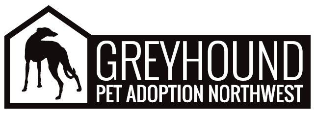 Greyhound Pet Adoption Northwest