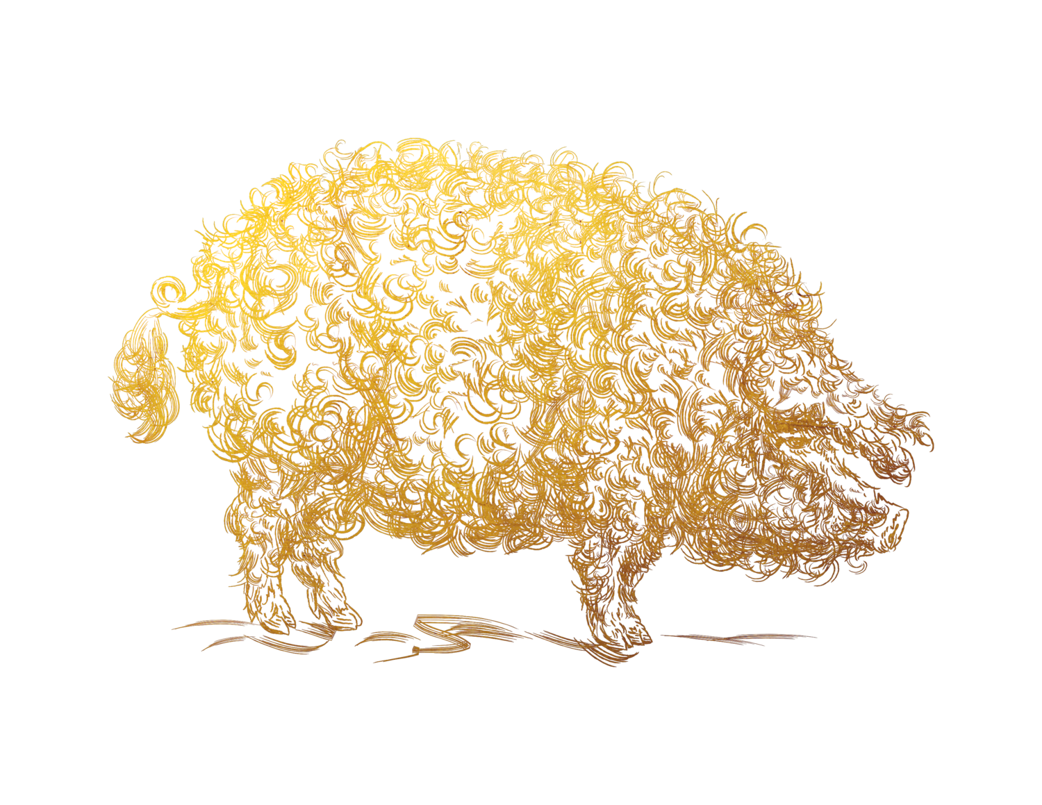 Smoky Mountain Mangalitsa