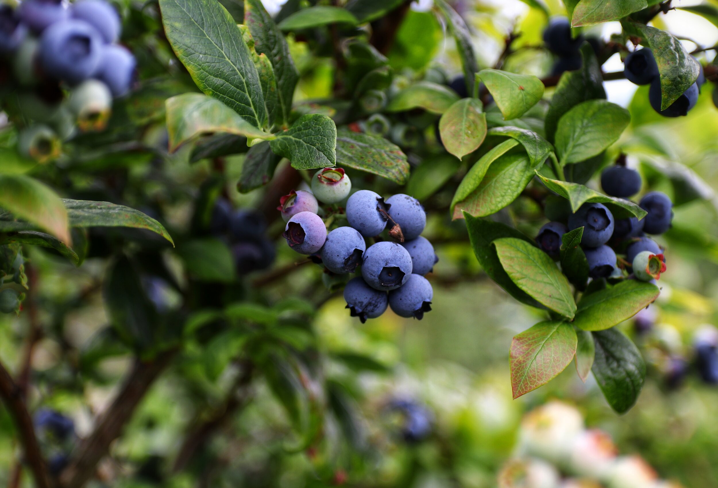 10 Tips for Growing the Best Blueberries — Market Makers of Richfield