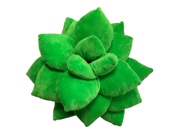succulent cushion