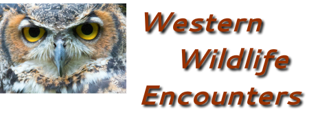 Western Wildlife Encounters