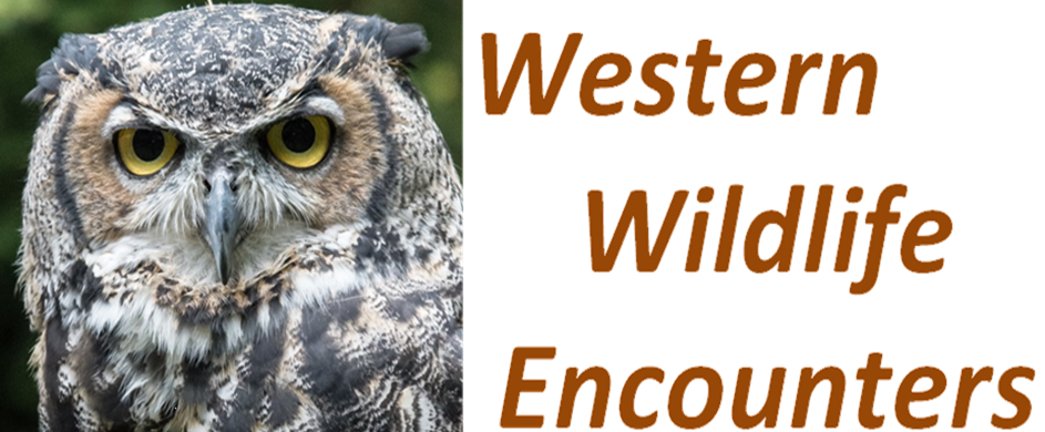 Western Wildlife Encounters
