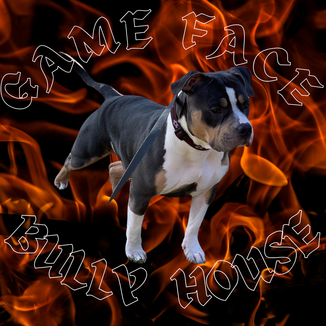 Game Face Bully House