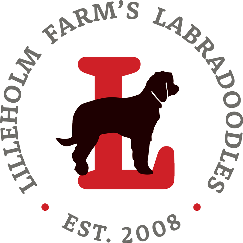 Lilleholm Farm's Labradoodles