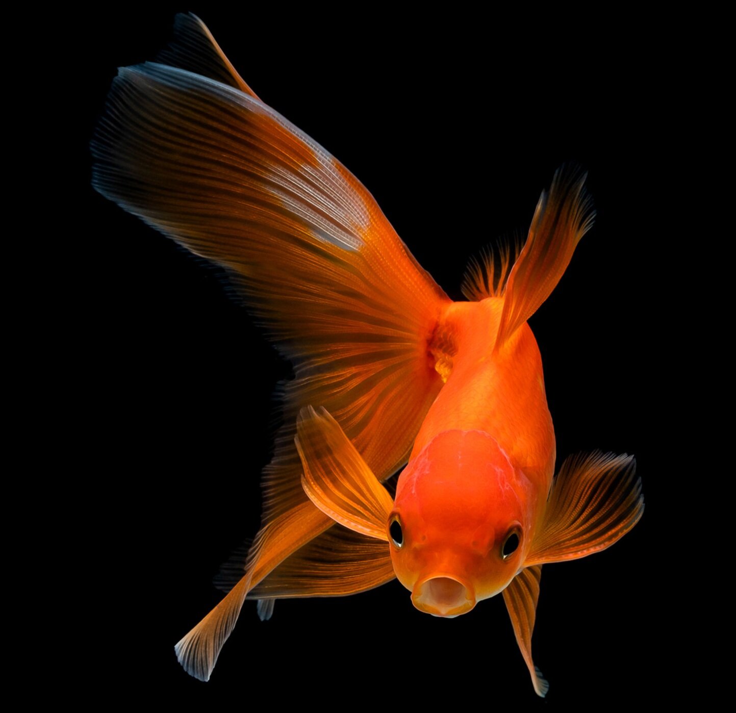 Goldfish Wisdom