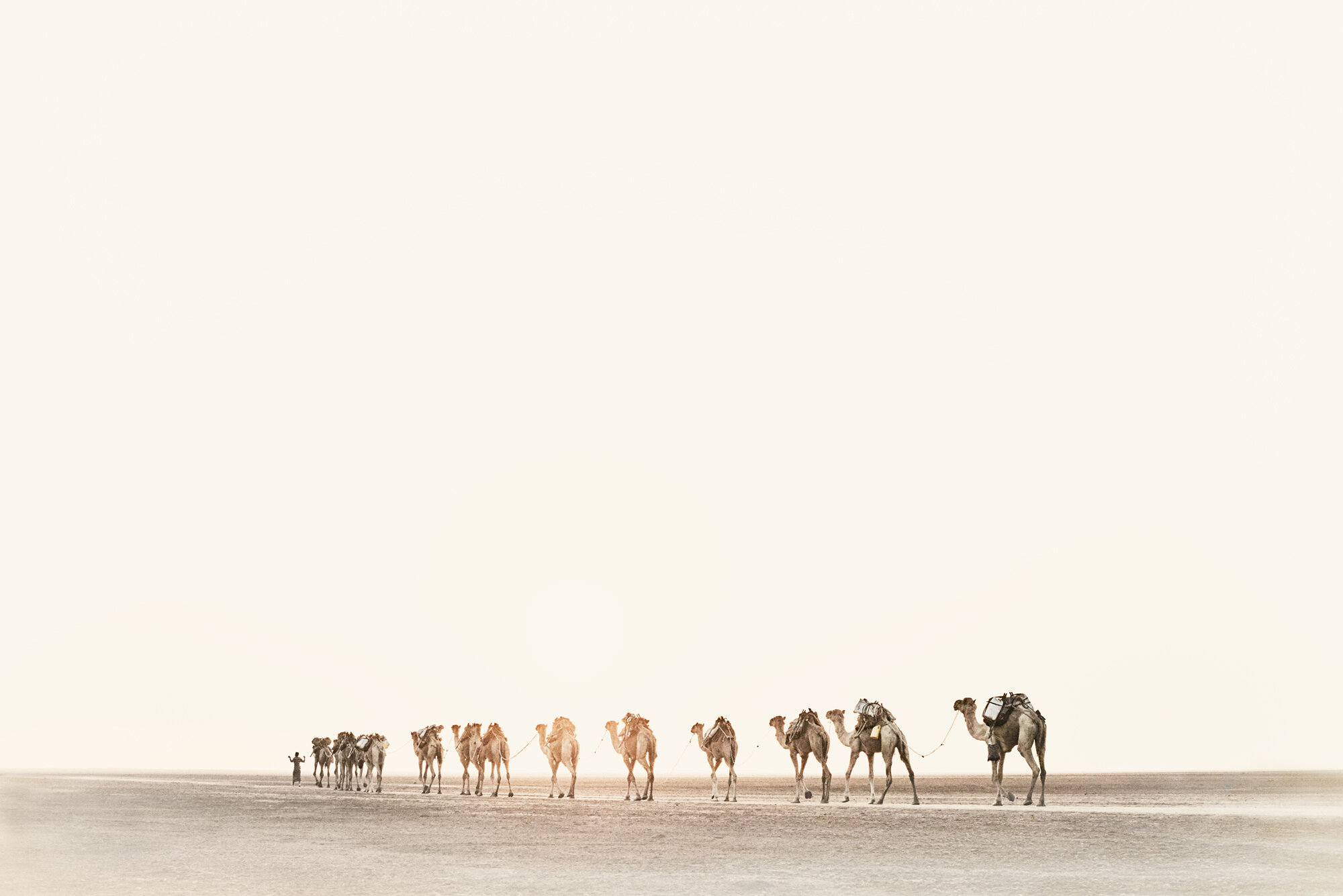 Верблюды идут по пустыне