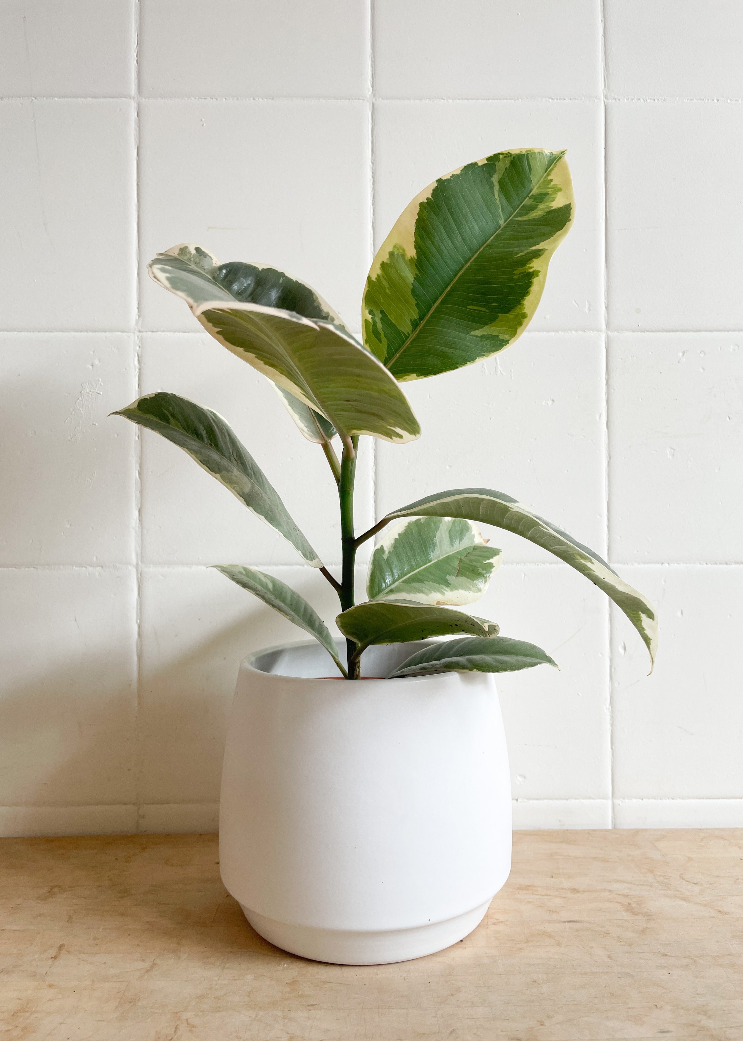 Plants delivered UK-wide | Ficus Tineke | Variegated Rubber Plant — Linden  Plants