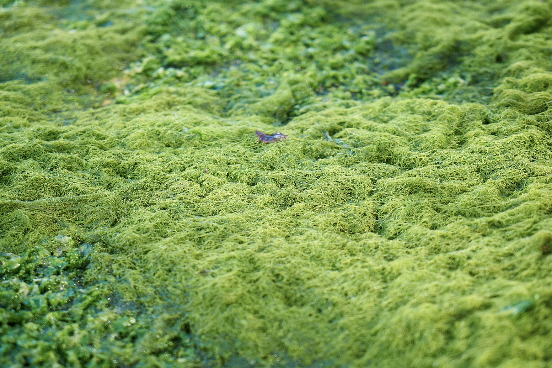 苔藓感染的草坪