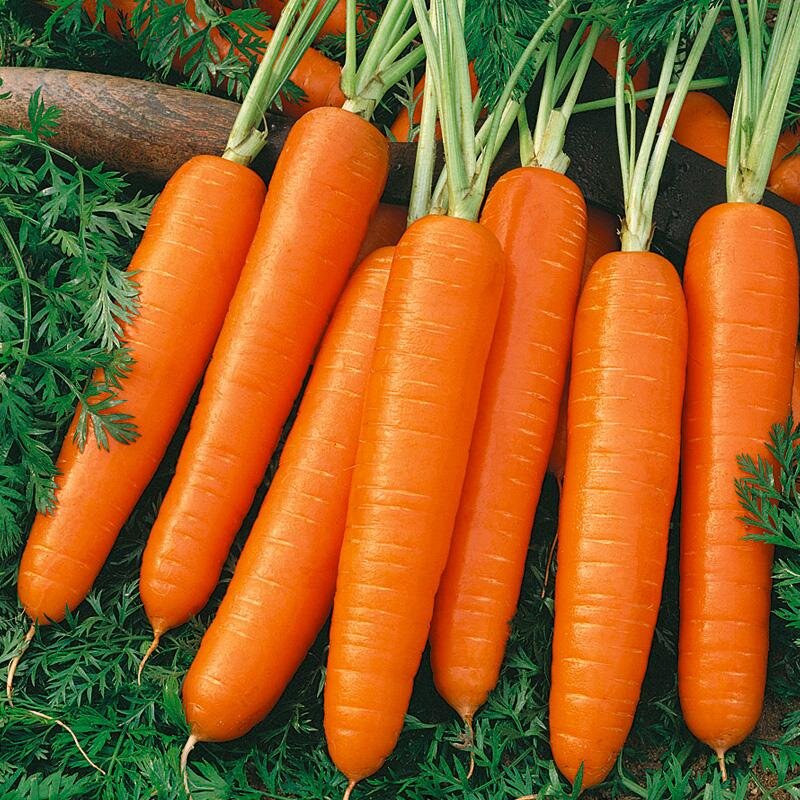 Где Можно Купить Семена Моркови Каротель